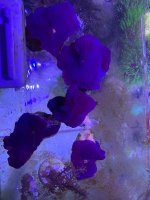 IMG_2747.jpeg