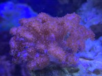IMG_2743.jpeg