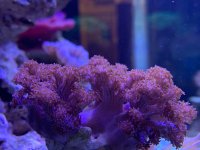 IMG_2742.jpeg