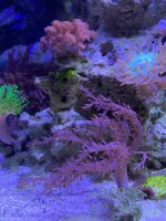 IMG_2741.jpeg