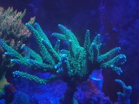 WWC yellow tip.jpeg
