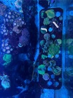 IMG_3509.jpeg