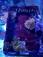 IMG_3472.jpeg