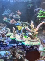 IMG_4478.jpeg