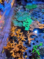 IMG_4485.jpeg