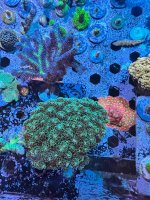 IMG_4488.jpeg