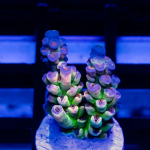 image_2025-01-13_20-30-32.png