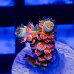 image_2025-01-13_20-30-33 (2).png