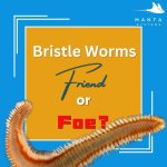 Bristle.jpg