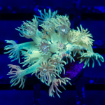 image_2025-01-15_10-13-099.png