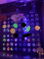 IMG_8275.jpeg