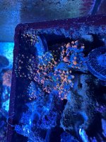 IMG_4066.jpeg
