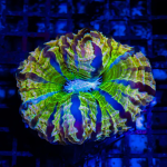 image_2025-01-17_11-32-481.png