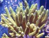 humilus yellow green acro.jpg