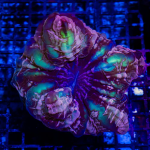 image_2025-01-26_18-01-11 (2).png