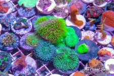 The Coral Farm MA -334.jpg