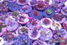 The Coral Farm MA -378.jpg