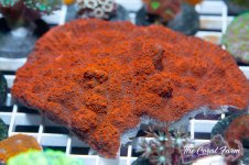 The Coral Farm MA -408.jpg