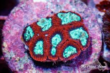 The Coral Farm MA -203.jpg