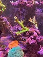 IMG_8786.jpeg