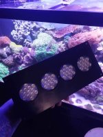 IMG_4134.jpeg