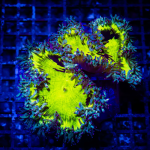 image (1).png