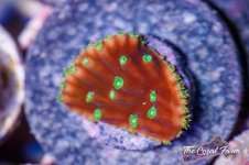 The Coral Farm MA -186.jpg