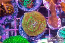 The Coral Farm MA -305.jpg