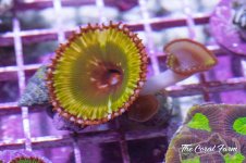 The Coral Farm MA -7 grandis paly.jpg