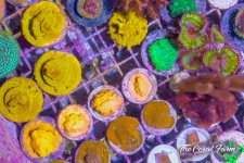 The Coral Farm MA -320.jpg