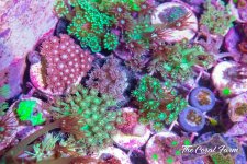 The Coral Farm MA -355.jpg