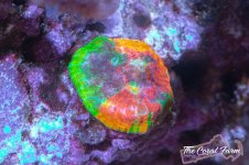 The Coral Farm MA -423.jpg