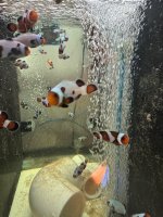 IMG_0877.jpeg