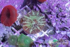 The Coral Farm MA -4.jpg