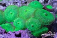 The Coral Farm MA -22.jpg