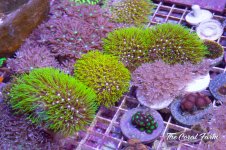 The Coral Farm MA -58.jpg
