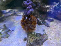IMG_1585.jpeg