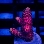 DSC_1509.jpg