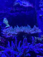 IMG_1871.jpeg