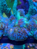 IMG_6009.jpeg