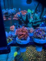 IMG_5997.jpeg