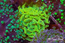 The Coral Farm MA -85.jpg