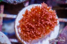 The Coral Farm MA -219.jpg