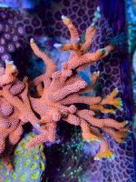 IMG_6039.jpeg