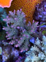 IMG_6034.jpeg