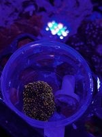 IMG_3637.jpeg