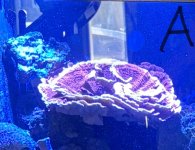 IMG_1178.jpeg