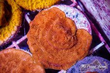 The Coral Farm MA -167.jpg
