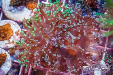 The Coral Farm MA -263.jpg