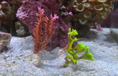 IMG_5556.jpg
